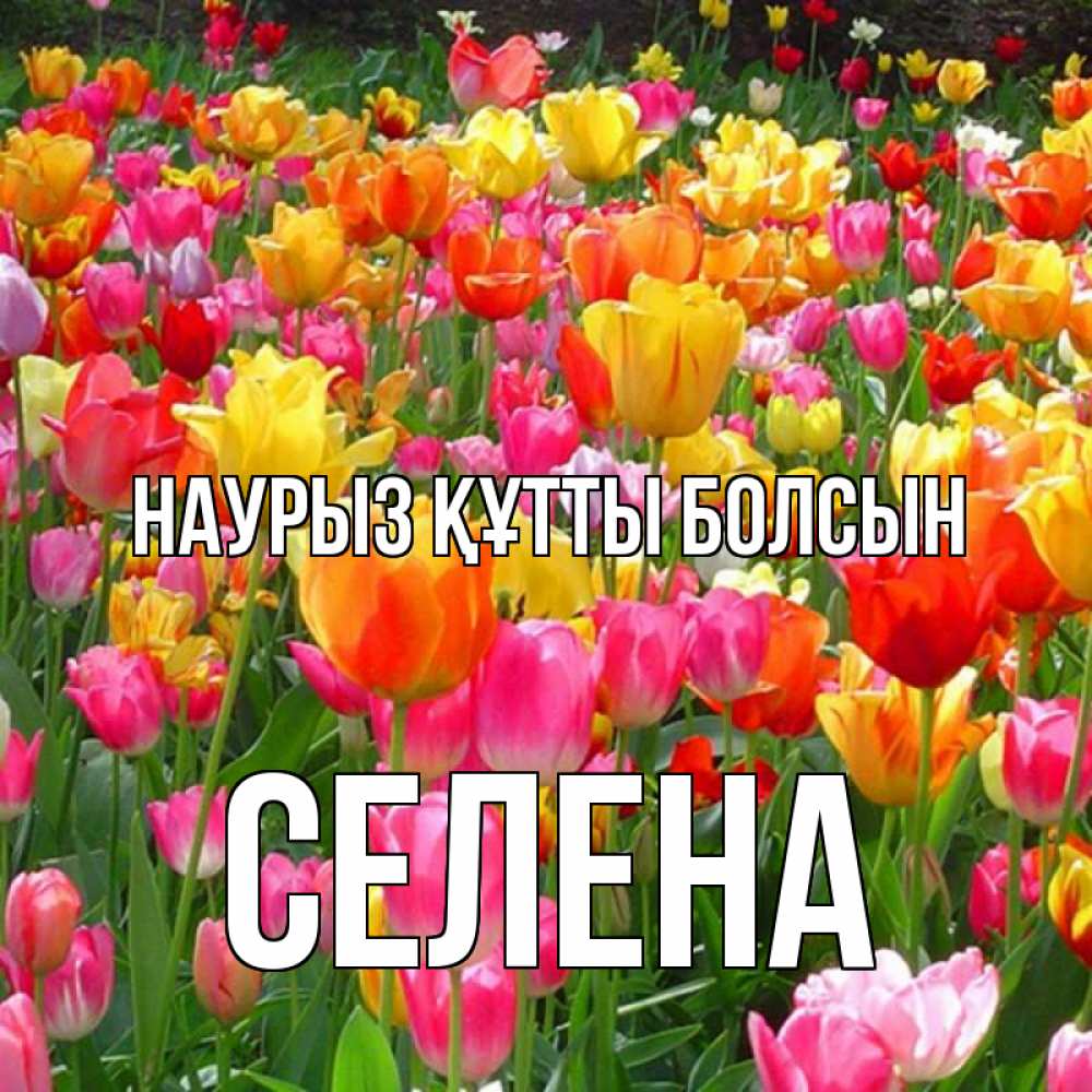 Открытка на каждый день с именем, Селена Наурыз құтты болсын на наурыз  ура ура Прикольная открытка с пожеланием онлайн скачать бесплатно 