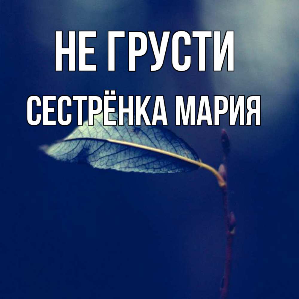 Открытка на каждый день с именем, Сестрёнка-Мария Не грусти растение Прикольная открытка с пожеланием онлайн скачать бесплатно 