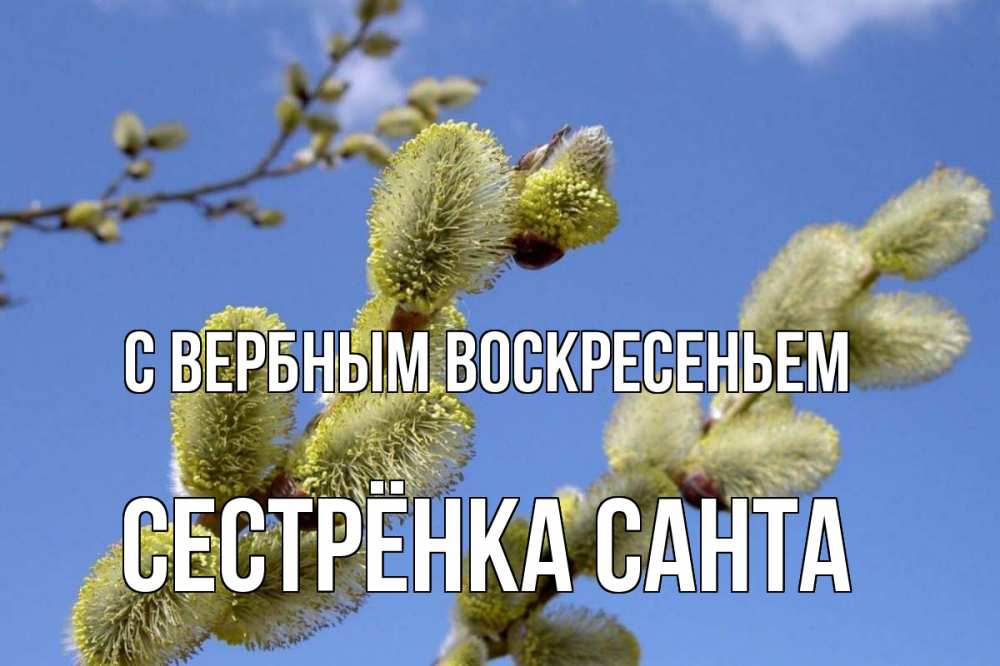 Открытка на каждый день с именем, Сестрёнка-Санта С вербным воскресеньем верба Прикольная открытка с пожеланием онлайн скачать бесплатно 