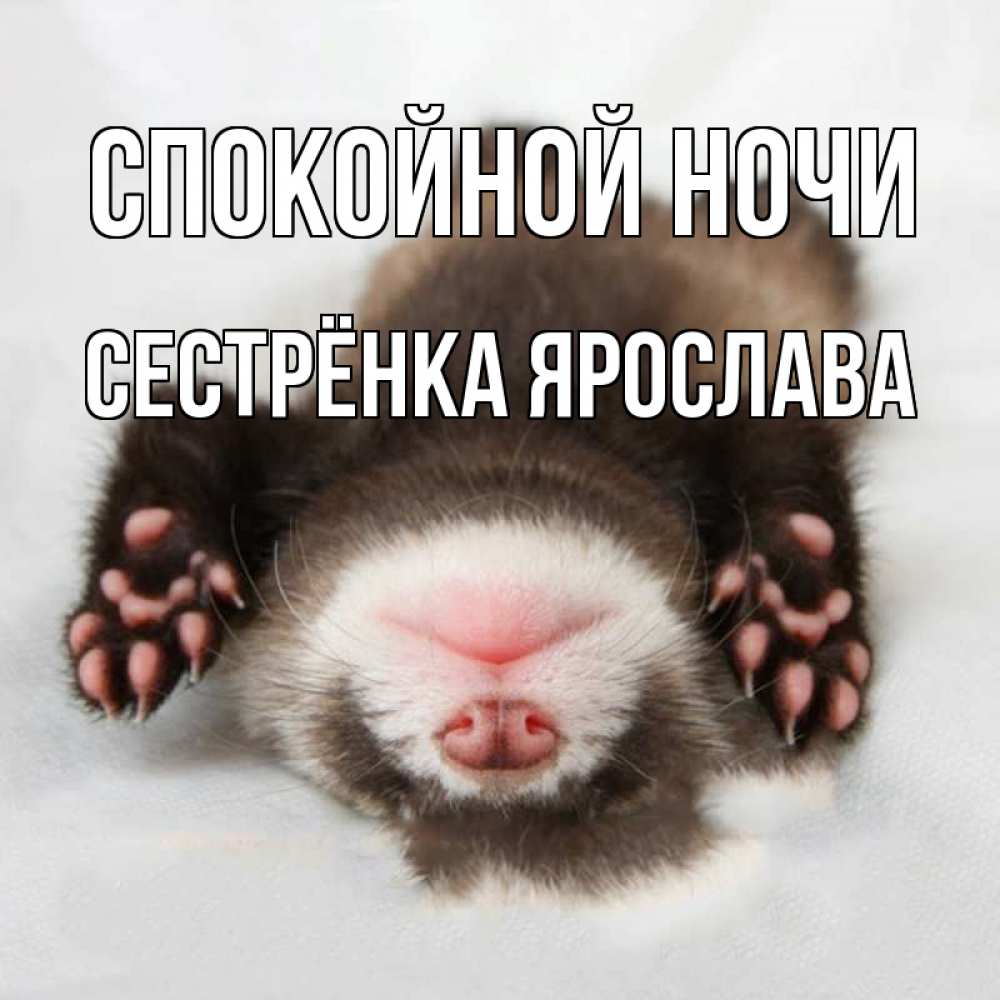 Открытка на каждый день с именем, Сестрёнка-Ярослава Спокойной ночи зверек Прикольная открытка с пожеланием онлайн скачать бесплатно 