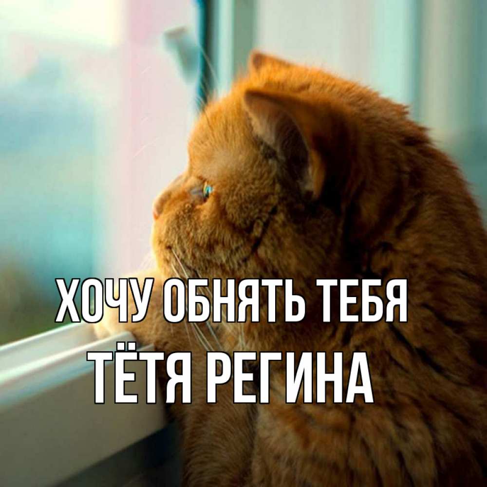 Открытка на каждый день с именем, Тётя-Регина Хочу обнять тебя большой огромный рыжий котяра Прикольная открытка с пожеланием онлайн скачать бесплатно 