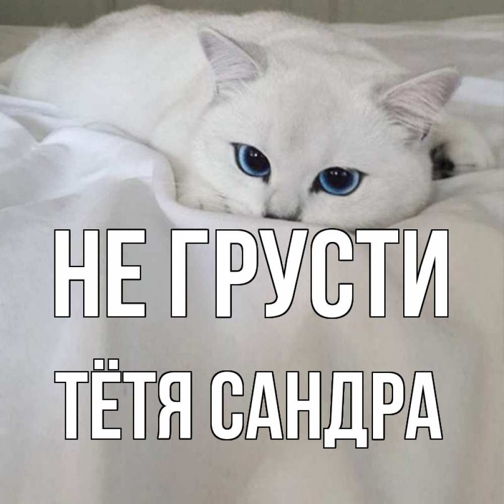 Открытка на каждый день с именем, Тётя-Сандра Не грусти белый кот с голубыми глазами на белоснежной кровати Прикольная открытка с пожеланием онлайн скачать бесплатно 