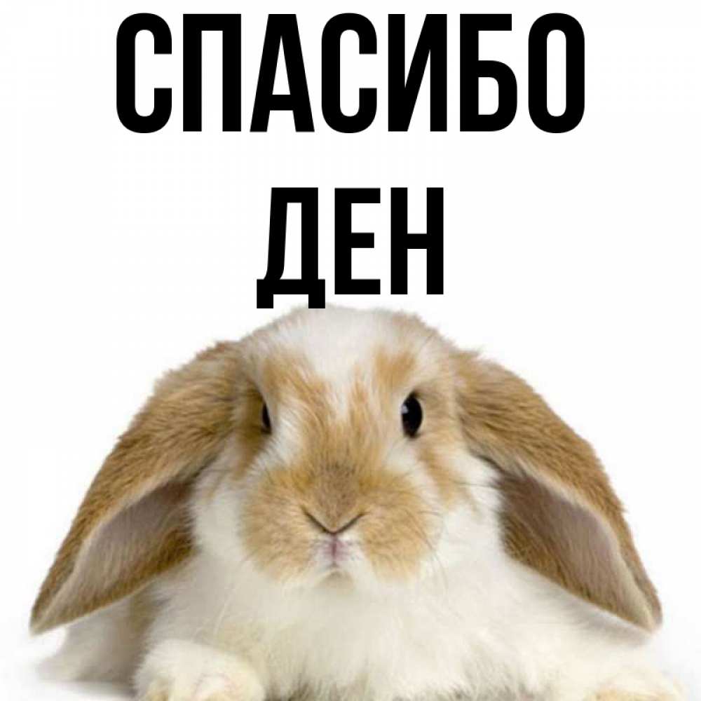 Ден имя