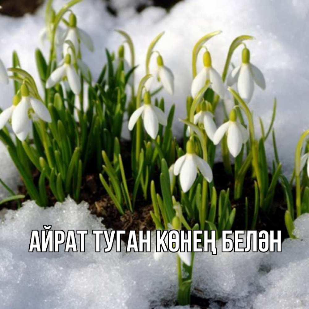 Открытка на каждый день с именем, Айрат-туган-көнең-белән Главная цветы весенние Прикольная открытка с пожеланием онлайн скачать бесплатно 