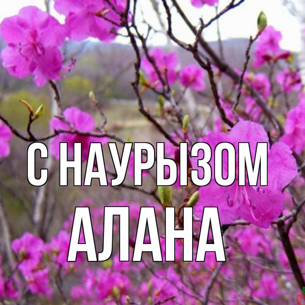 Открытка на каждый день с именем, Алана С наурызом праздник весны наурыз Прикольная открытка с пожеланием онлайн скачать бесплатно 