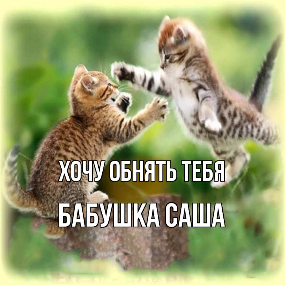 Открытка на каждый день с именем, Бабушка-Саша Хочу обнять тебя игры котят Прикольная открытка с пожеланием онлайн скачать бесплатно 