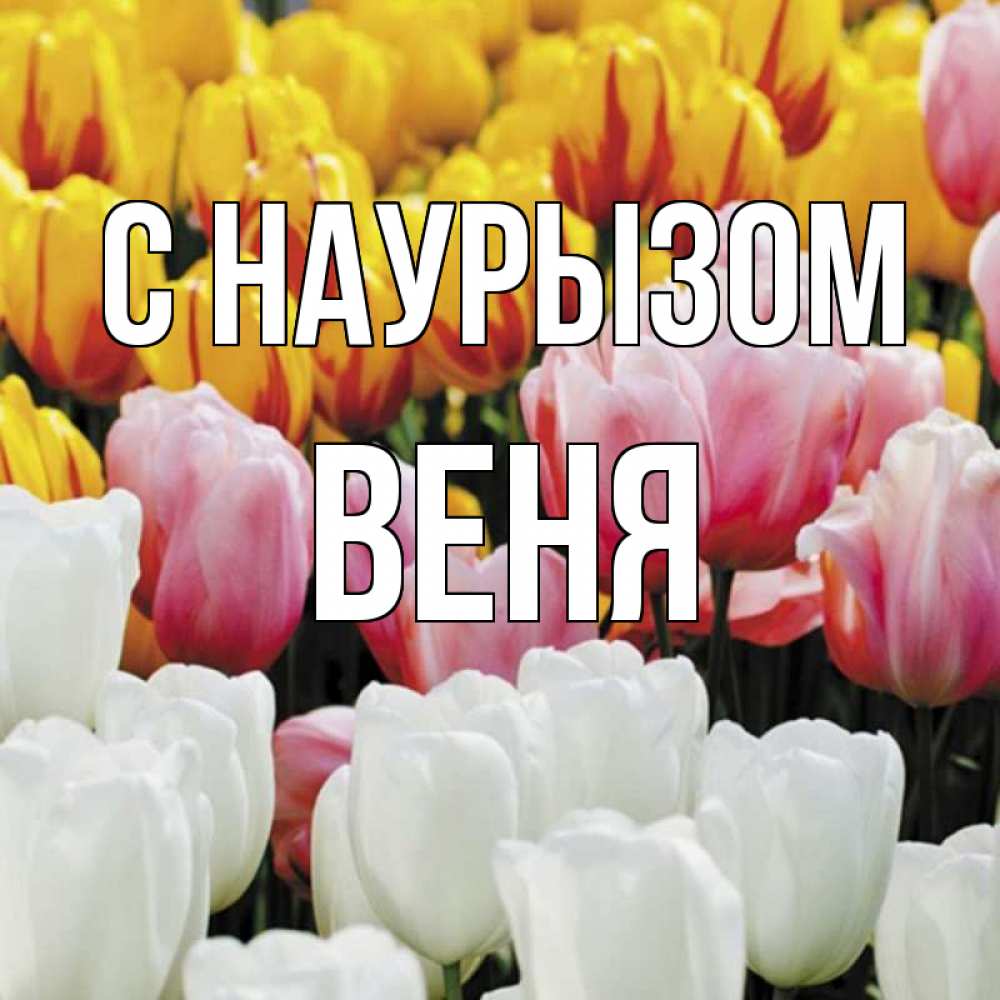 Открытка на каждый день с именем, Веня С наурызом разноцветные цветы Прикольная открытка с пожеланием онлайн скачать бесплатно 
