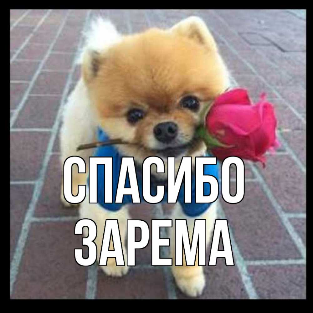 Открытка на каждый день с именем, Зарема Спасибо спасибо и дарю тебе цветок Прикольная открытка с пожеланием онлайн скачать бесплатно 