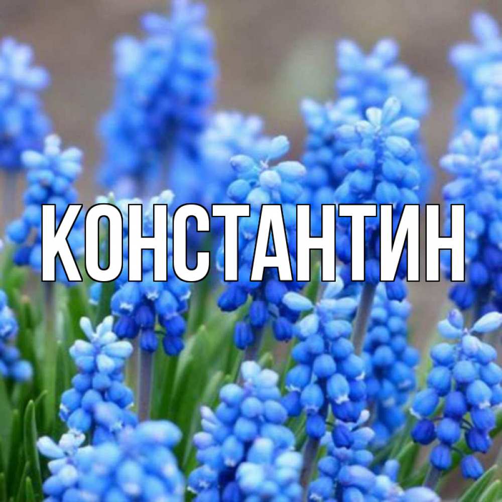 Открытка на каждый день с именем, Константин Главная Поздравительная открытка для женщин с цветами на праздничную дату Прикольная открытка с пожеланием онлайн скачать бесплатно 