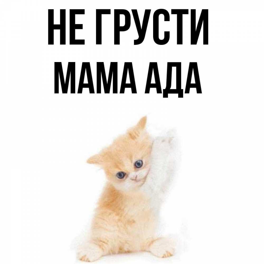 Открытка на каждый день с именем, Мама-Ада Не грусти просящий кот Прикольная открытка с пожеланием онлайн скачать бесплатно 