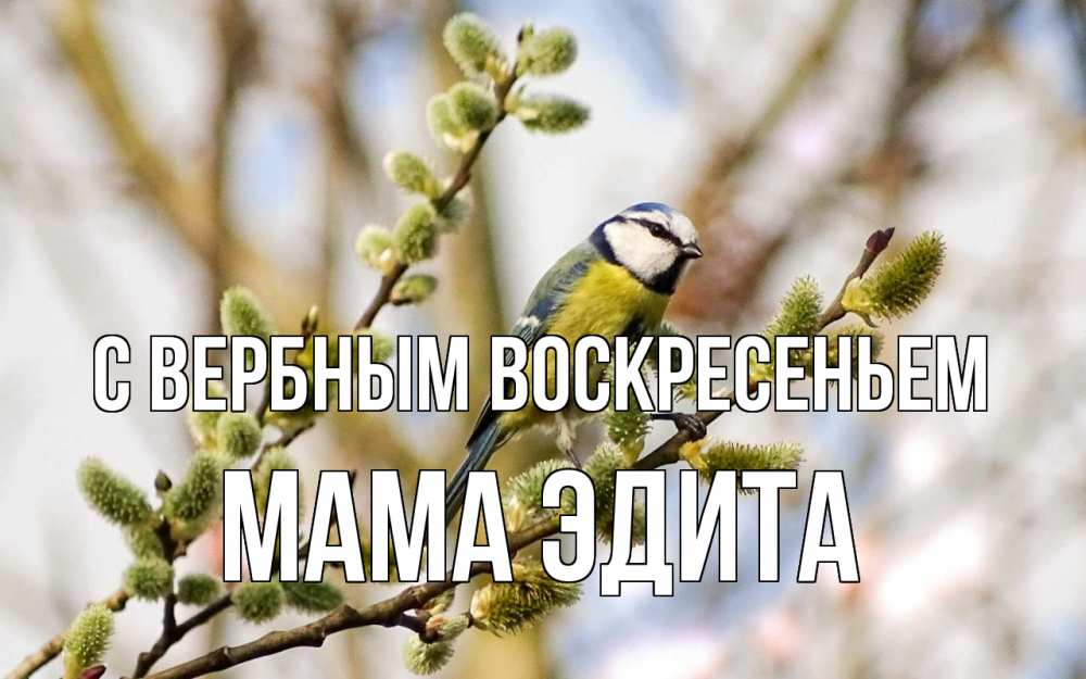 Открытка на каждый день с именем, Мама-Эдита С вербным воскресеньем верба Прикольная открытка с пожеланием онлайн скачать бесплатно 