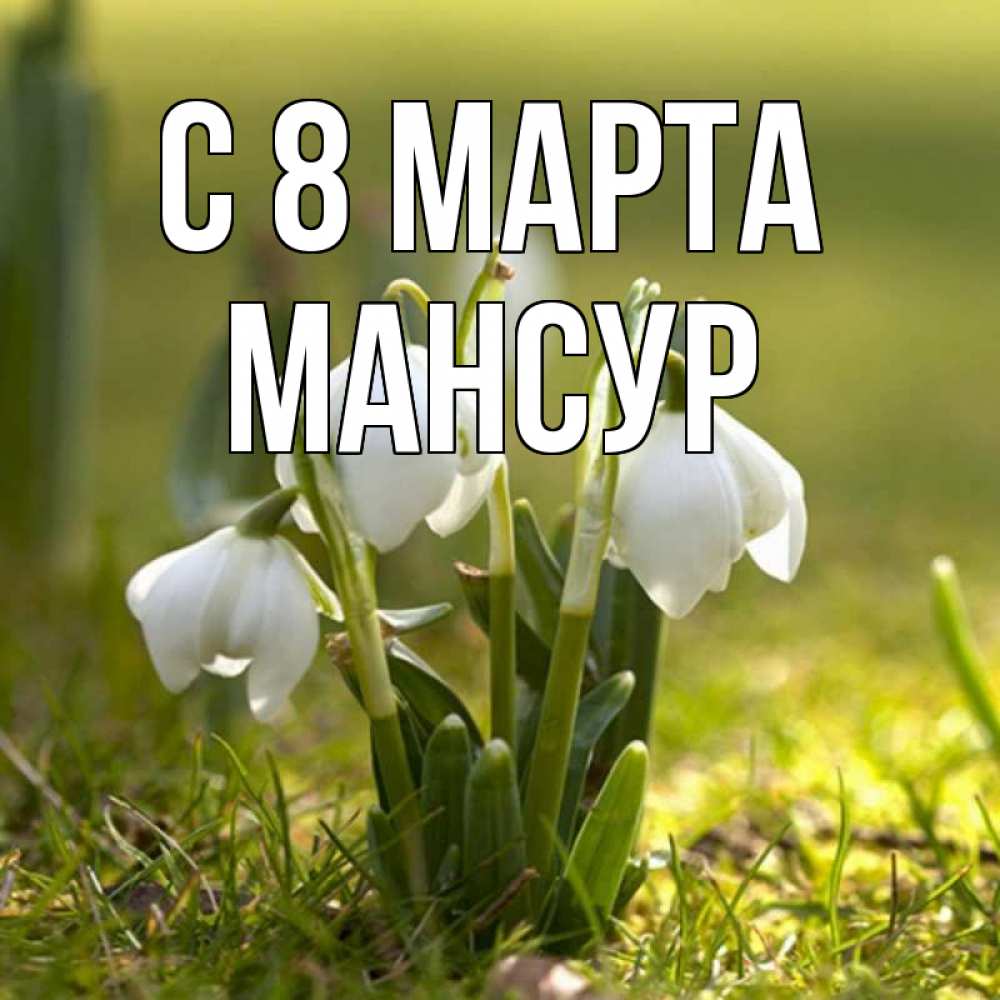 Открытка на каждый день с именем, Мансур С 8 МАРТА ранние цветы 2 Прикольная открытка с пожеланием онлайн скачать бесплатно 