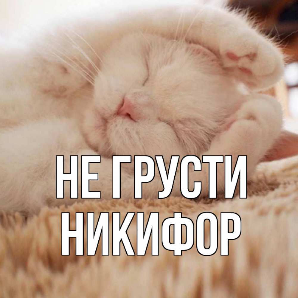 Открытка на каждый день с именем, Никифор Не грусти белый кот Прикольная открытка с пожеланием онлайн скачать бесплатно 