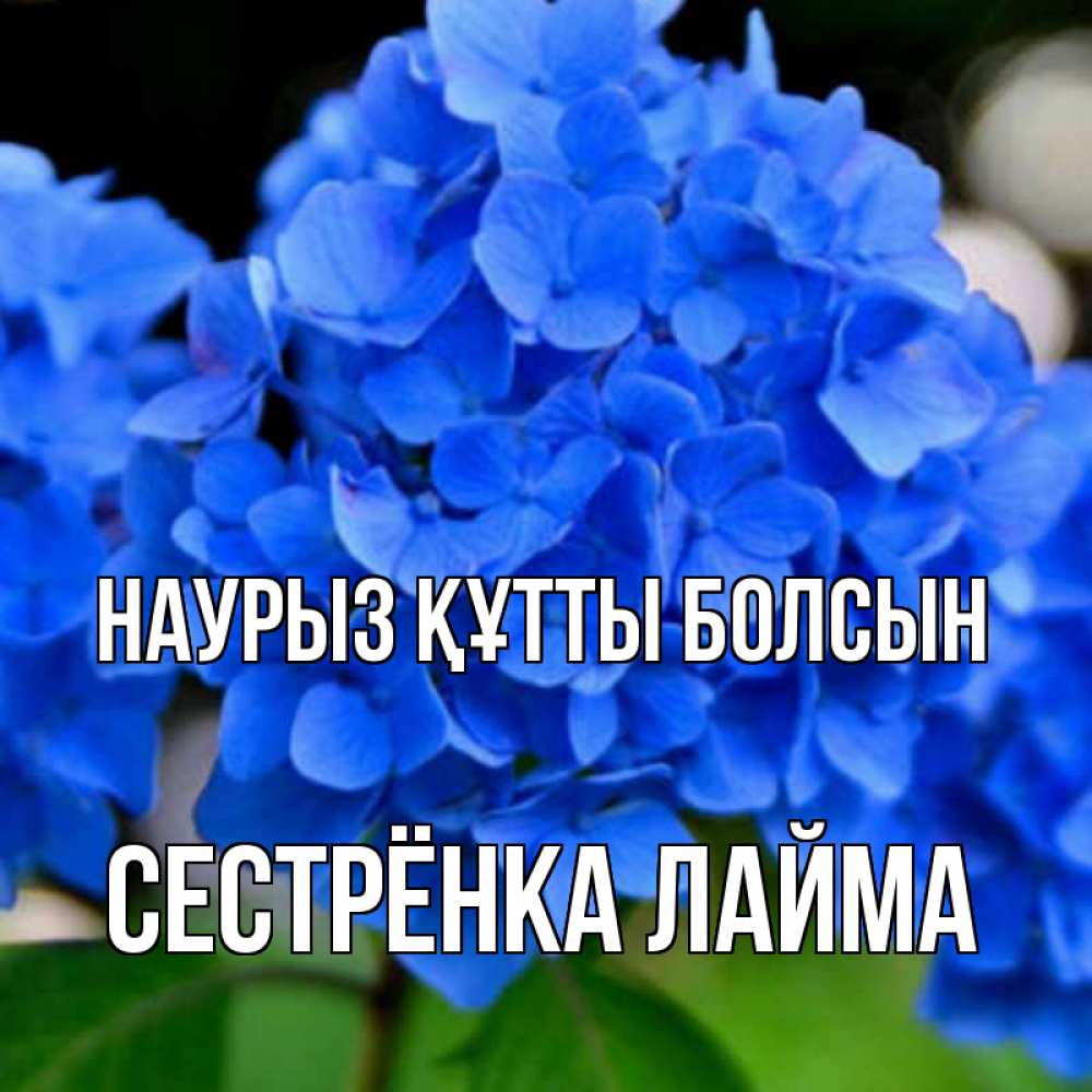 Открытка на каждый день с именем, Сестрёнка-Лайма Наурыз құтты болсын синие цветы Прикольная открытка с пожеланием онлайн скачать бесплатно 