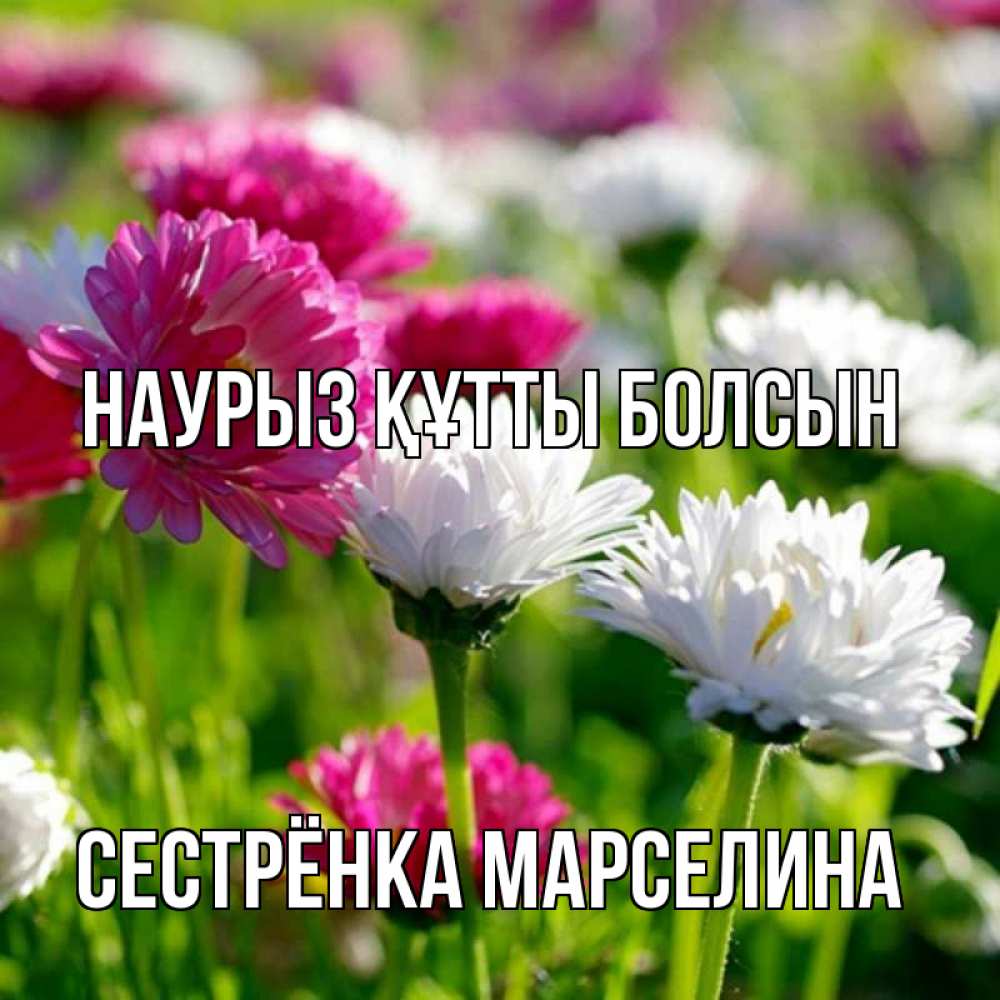 Открытка на каждый день с именем, Сестрёнка-Марселина Наурыз құтты болсын наурыз Прикольная открытка с пожеланием онлайн скачать бесплатно 