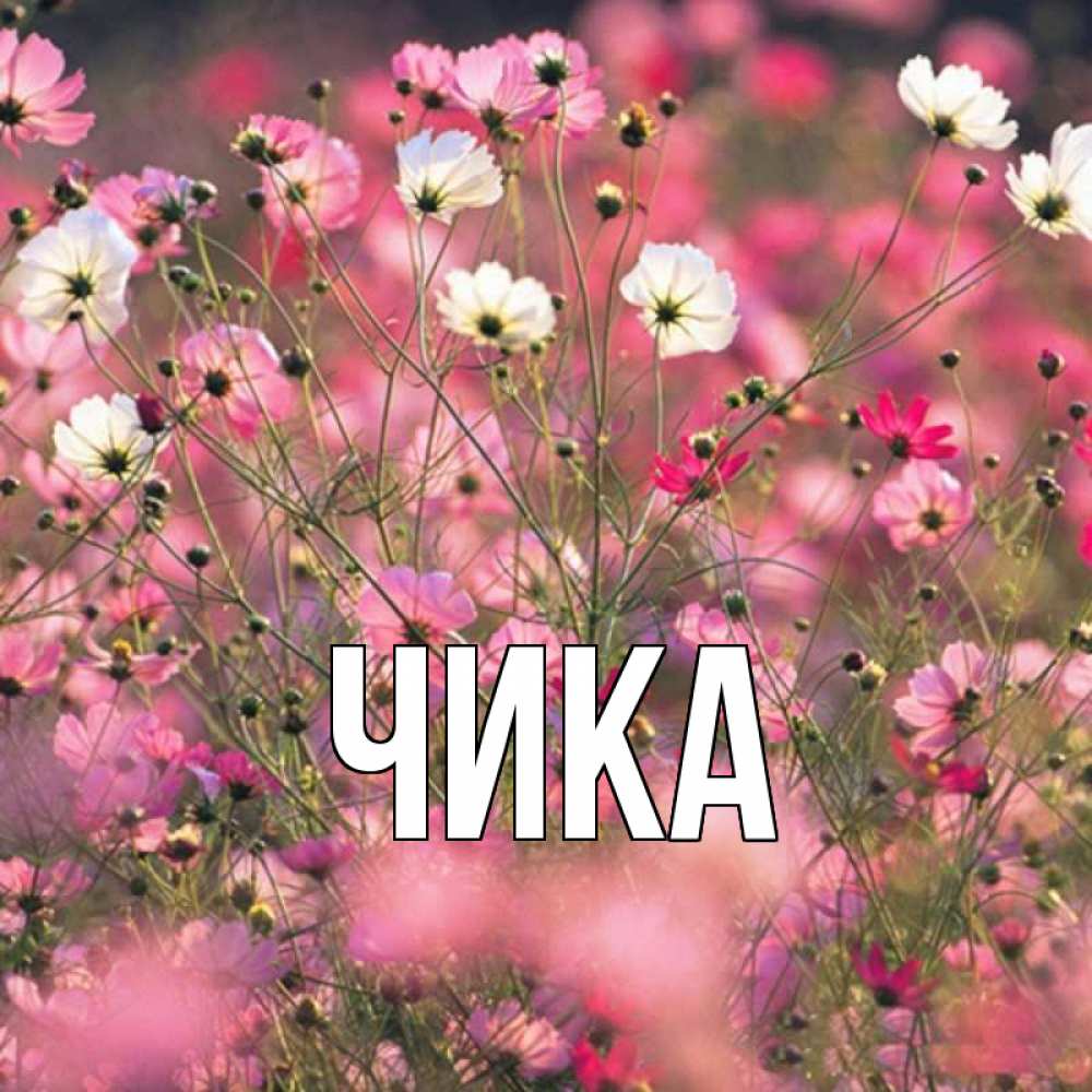 Открытка на каждый день с именем, Чика Главная красиво 1 Прикольная открытка с пожеланием онлайн скачать бесплатно 