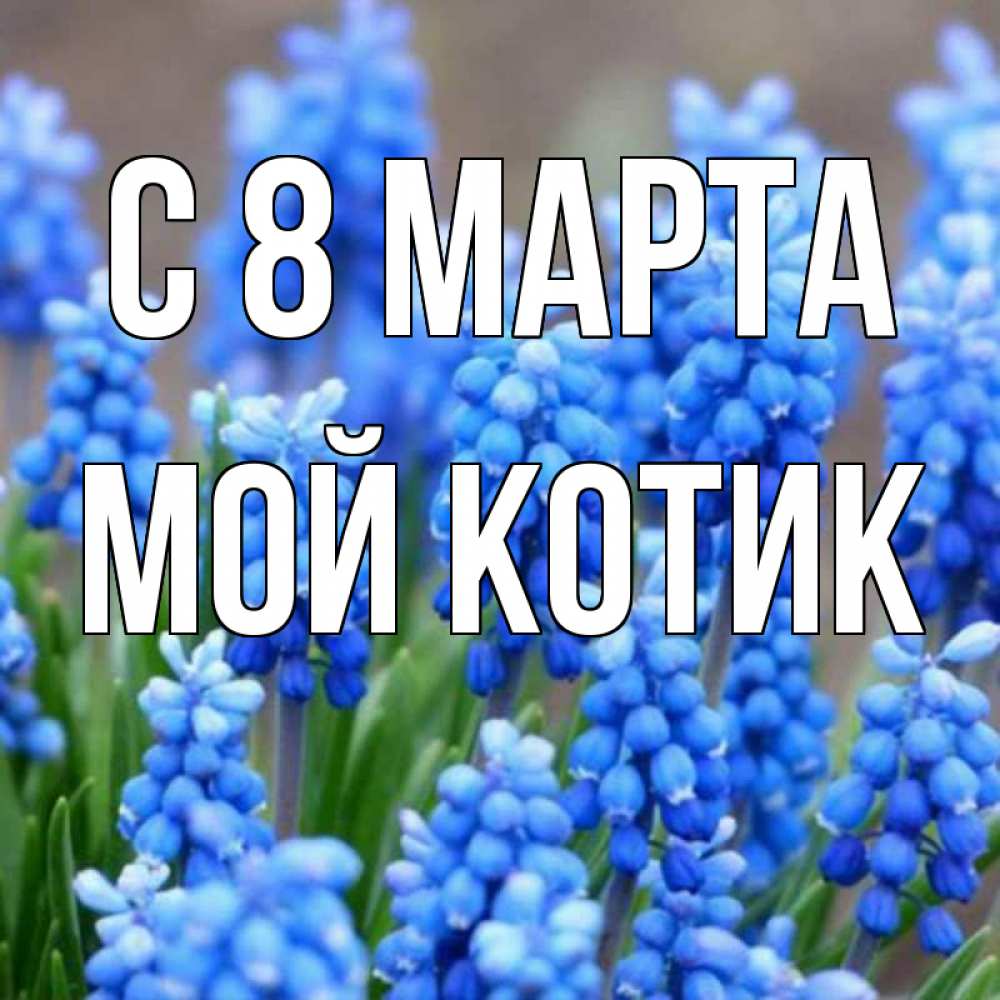 Открытка на каждый день с именем, мой-Котик С 8 марта Поздравительная открытка для женщин с цветами на праздничную дату Прикольная открытка с пожеланием онлайн скачать бесплатно 