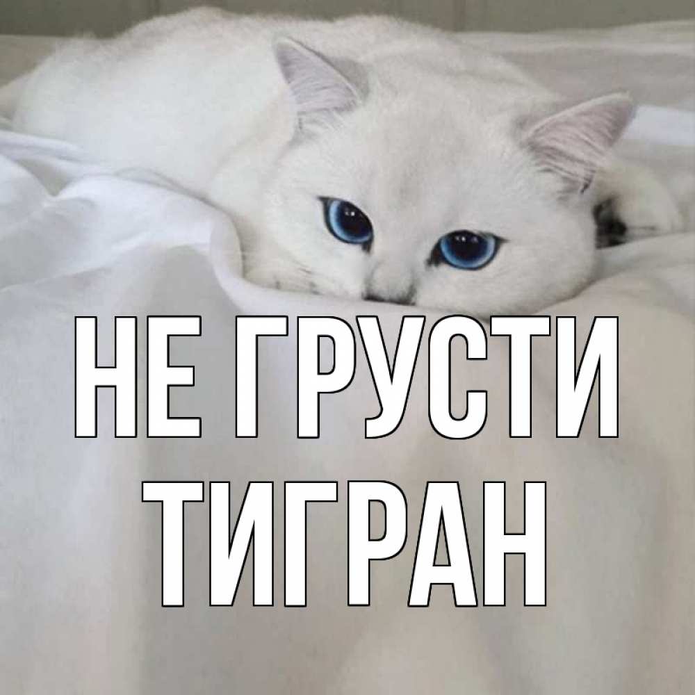 Моя киса картинки