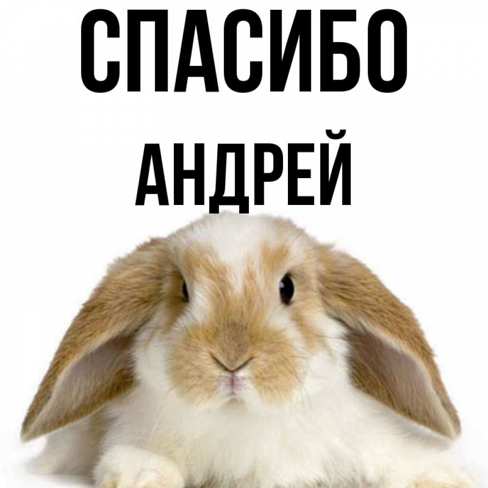Открытка на каждый день с именем, Андрей Спасибо коричнево белый заяц Прикольная открытка с пожеланием онлайн скачать бесплатно 