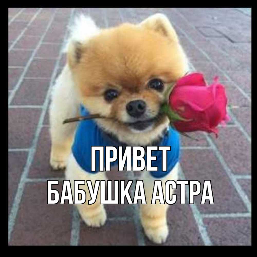 Открытка на каждый день с именем, Бабушка-Астра Привет роза в зубах у собаки Прикольная открытка с пожеланием онлайн скачать бесплатно 