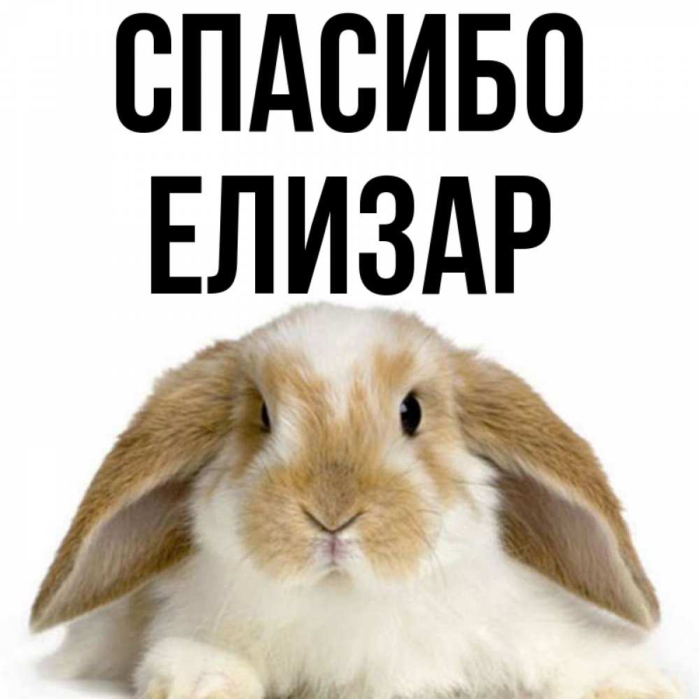 Открытка на каждый день с именем, Елизар Спасибо коричнево белый заяц Прикольная открытка с пожеланием онлайн скачать бесплатно 