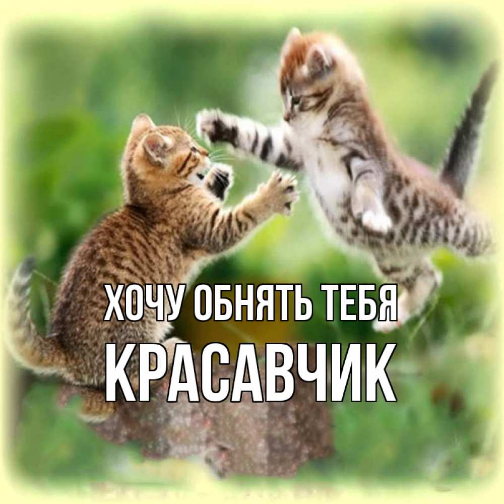 Открытка на каждый день с именем, Красавчик Хочу обнять тебя игры котят Прикольная открытка с пожеланием онлайн скачать бесплатно 
