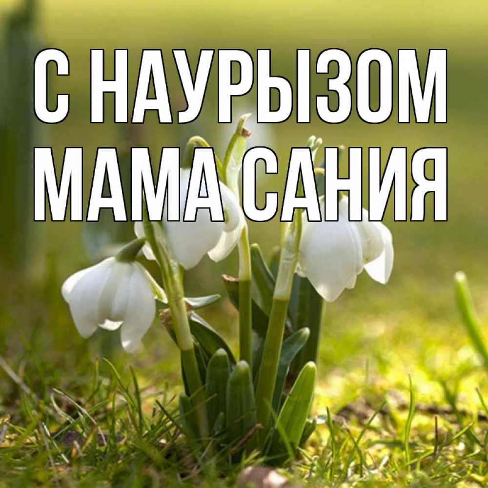 Открытка на каждый день с именем, Мама-Сания С наурызом ранние цветы 2 Прикольная открытка с пожеланием онлайн скачать бесплатно 