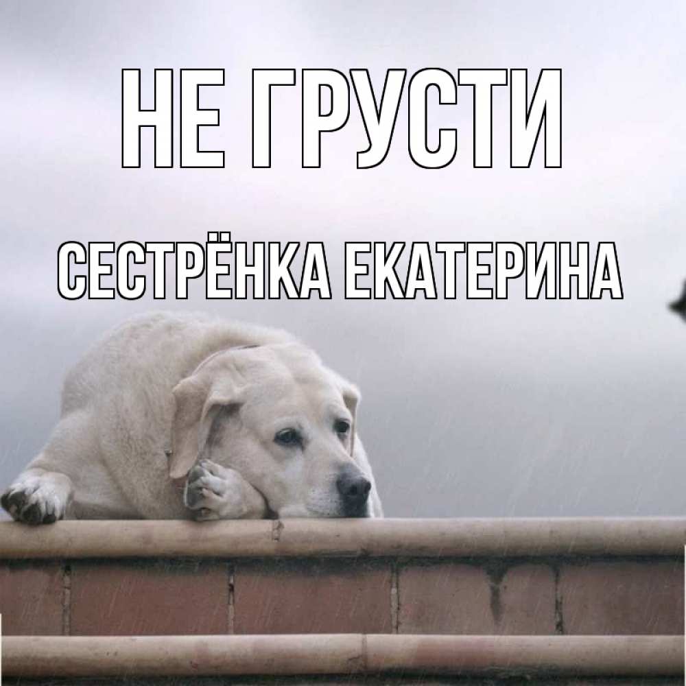 Открытка на каждый день с именем, Сестрёнка-Екатерина Не грусти белый пес 1 Прикольная открытка с пожеланием онлайн скачать бесплатно 