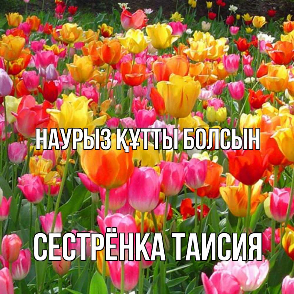Открытка на каждый день с именем, Сестрёнка-Таисия Наурыз құтты болсын на наурыз  ура ура Прикольная открытка с пожеланием онлайн скачать бесплатно 