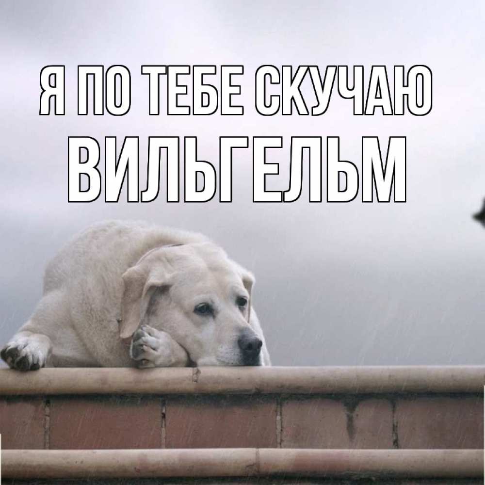 Открытка на каждый день с именем, Вильгельм Я по тебе скучаю ждет Прикольная открытка с пожеланием онлайн скачать бесплатно 
