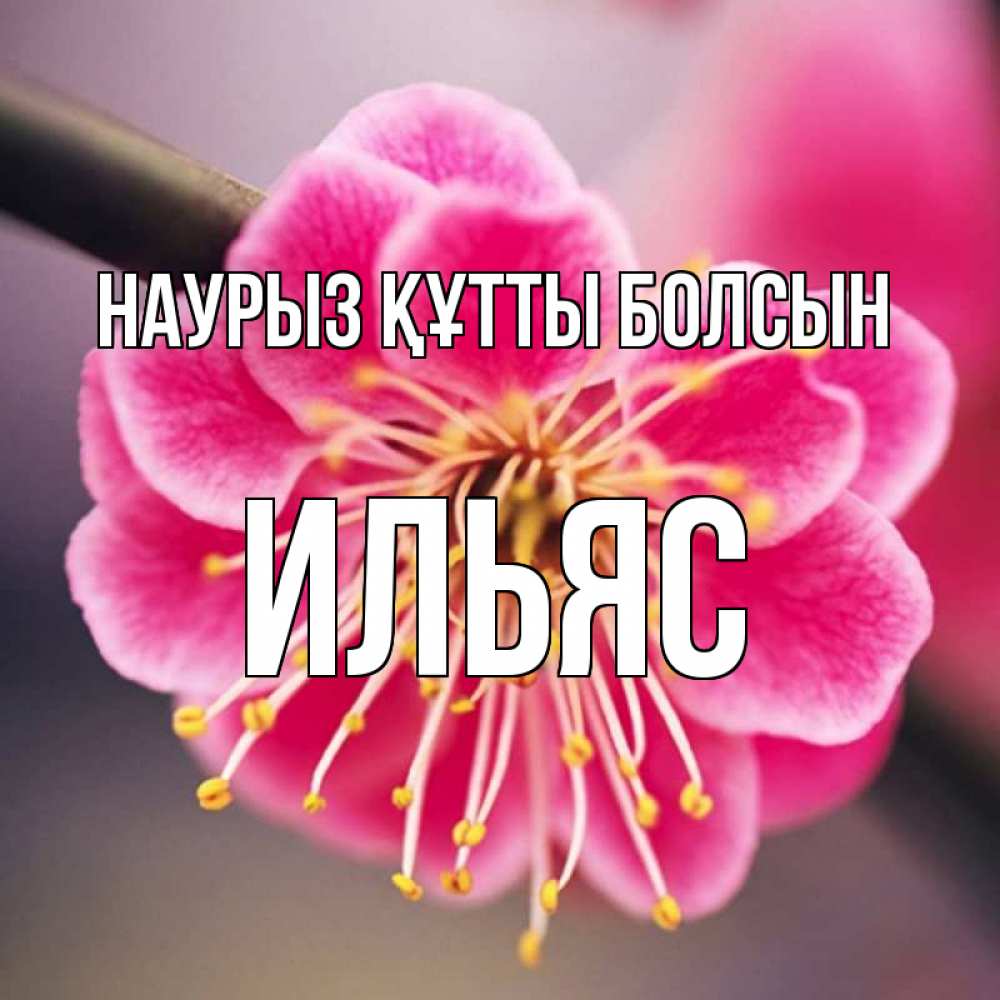 Открытка на каждый день с именем, Ильяс Наурыз құтты болсын цветы Прикольная открытка с пожеланием онлайн скачать бесплатно 