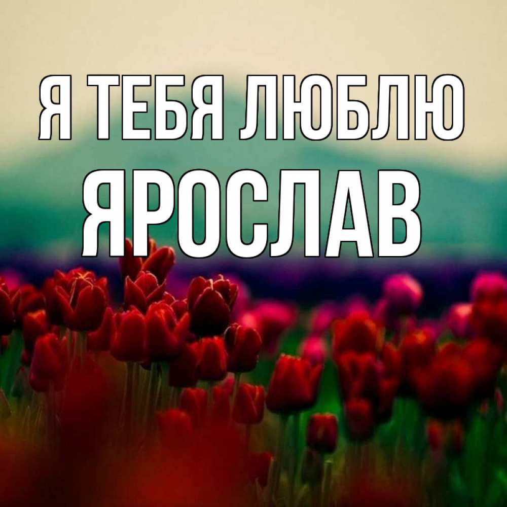 Открытка на каждый день с именем, Ярослав Я тебя люблю тюльпаны 4 Прикольная открытка с пожеланием онлайн скачать бесплатно 