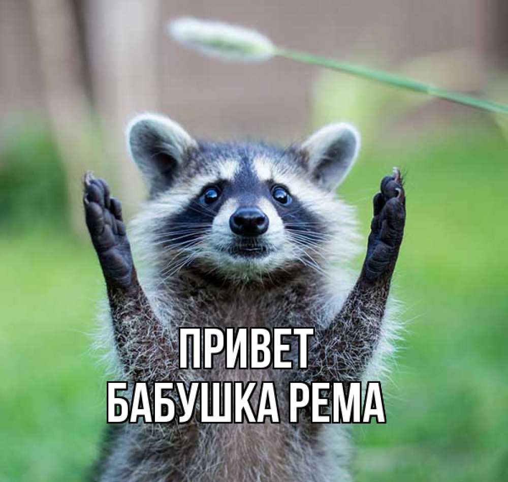 Открытка на каждый день с именем, Бабушка-Рема Привет животные Прикольная открытка с пожеланием онлайн скачать бесплатно 