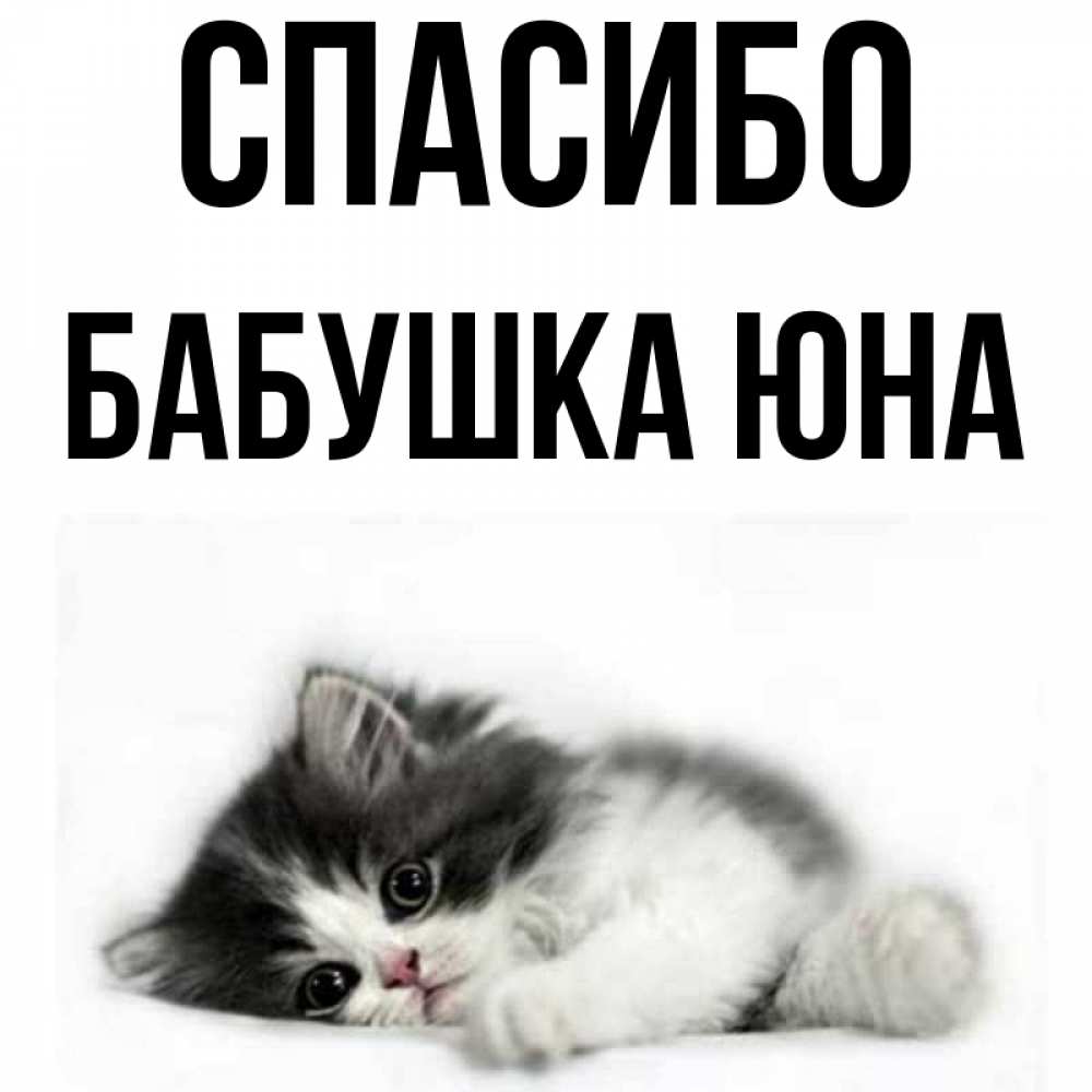 Открытка на каждый день с именем, Бабушка-Юна Спасибо черный и белый кот Прикольная открытка с пожеланием онлайн скачать бесплатно 