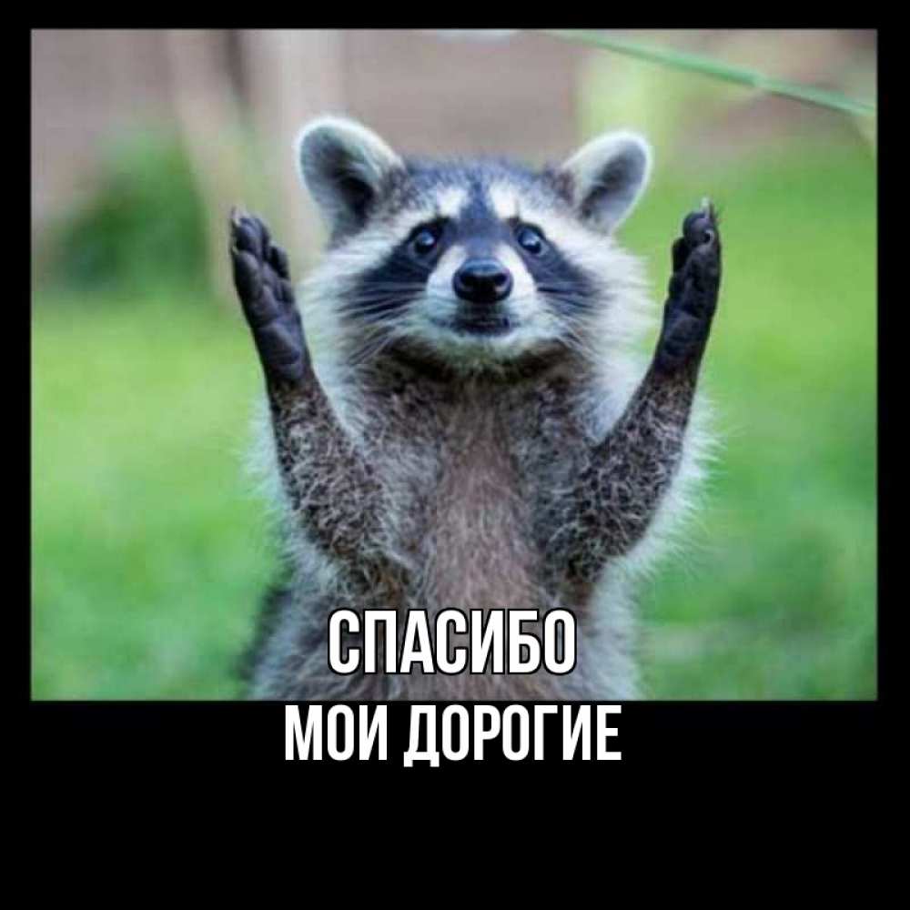 Открытка на каждый день с именем, МОИ-ДОРОГИЕ Спасибо милые животные Прикольная открытка с пожеланием онлайн скачать бесплатно 
