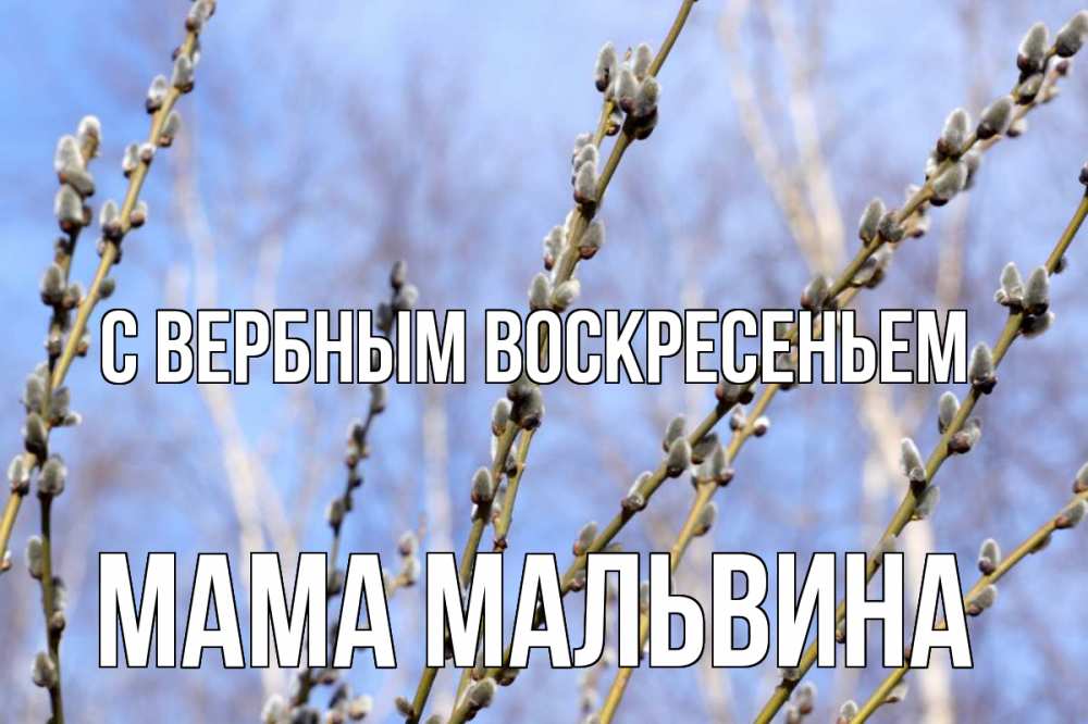 Открытка на каждый день с именем, Мама-Мальвина С вербным воскресеньем верба Прикольная открытка с пожеланием онлайн скачать бесплатно 