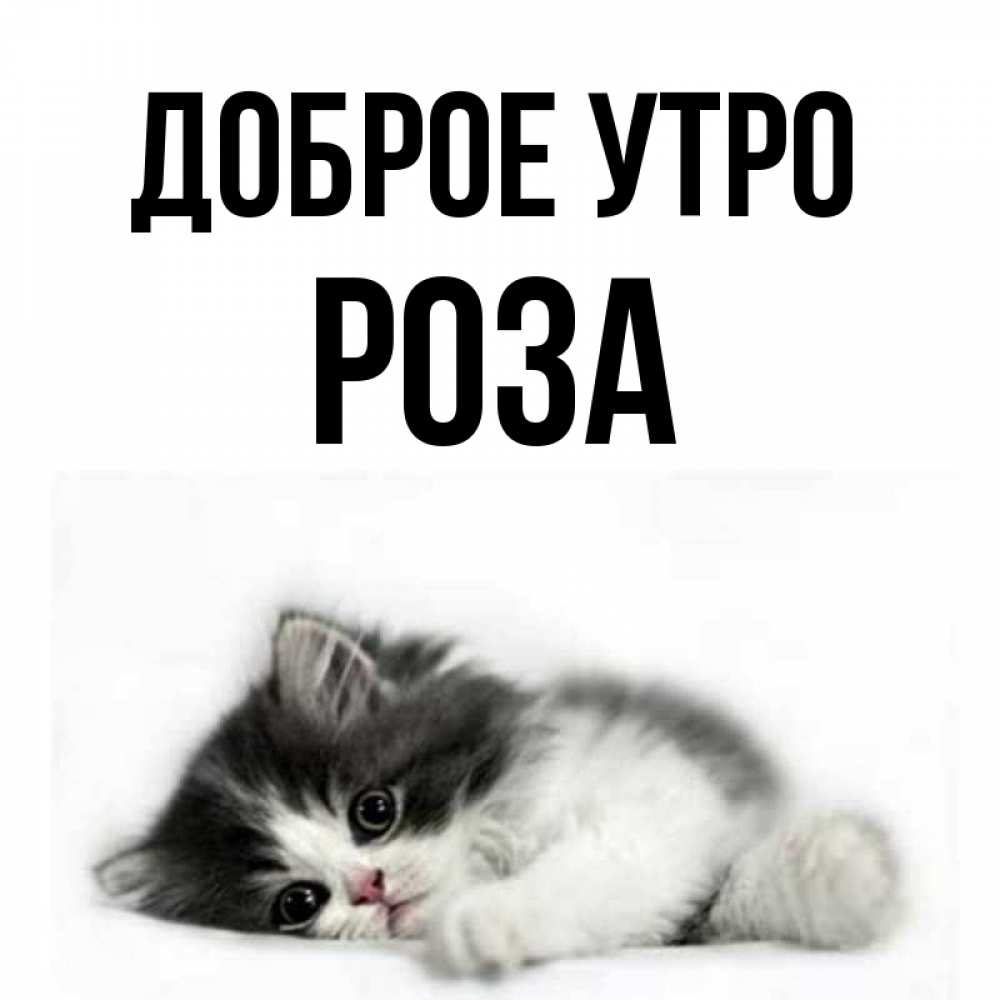 Открытка на каждый день с именем, Роза Доброе утро кот лапки Прикольная открытка с пожеланием онлайн скачать бесплатно 