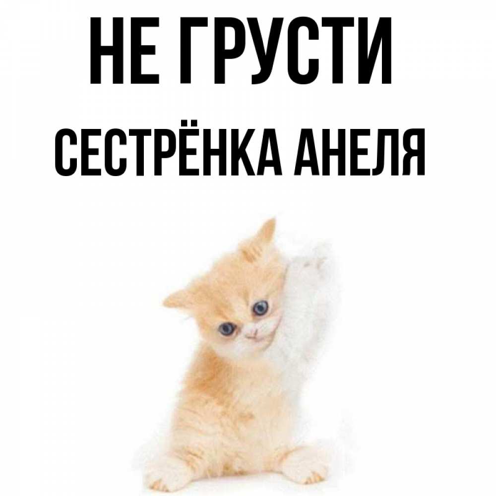 Открытка на каждый день с именем, Сестрёнка-Анеля Не грусти просящий кот Прикольная открытка с пожеланием онлайн скачать бесплатно 