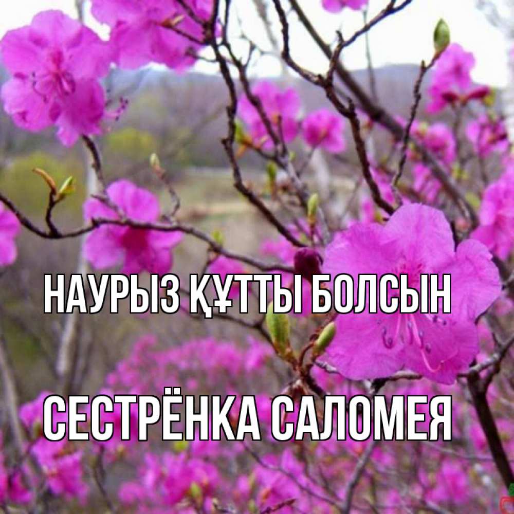 Открытка на каждый день с именем, Сестрёнка-Саломея Наурыз құтты болсын наурыз мейрамы кутты болсын Прикольная открытка с пожеланием онлайн скачать бесплатно 