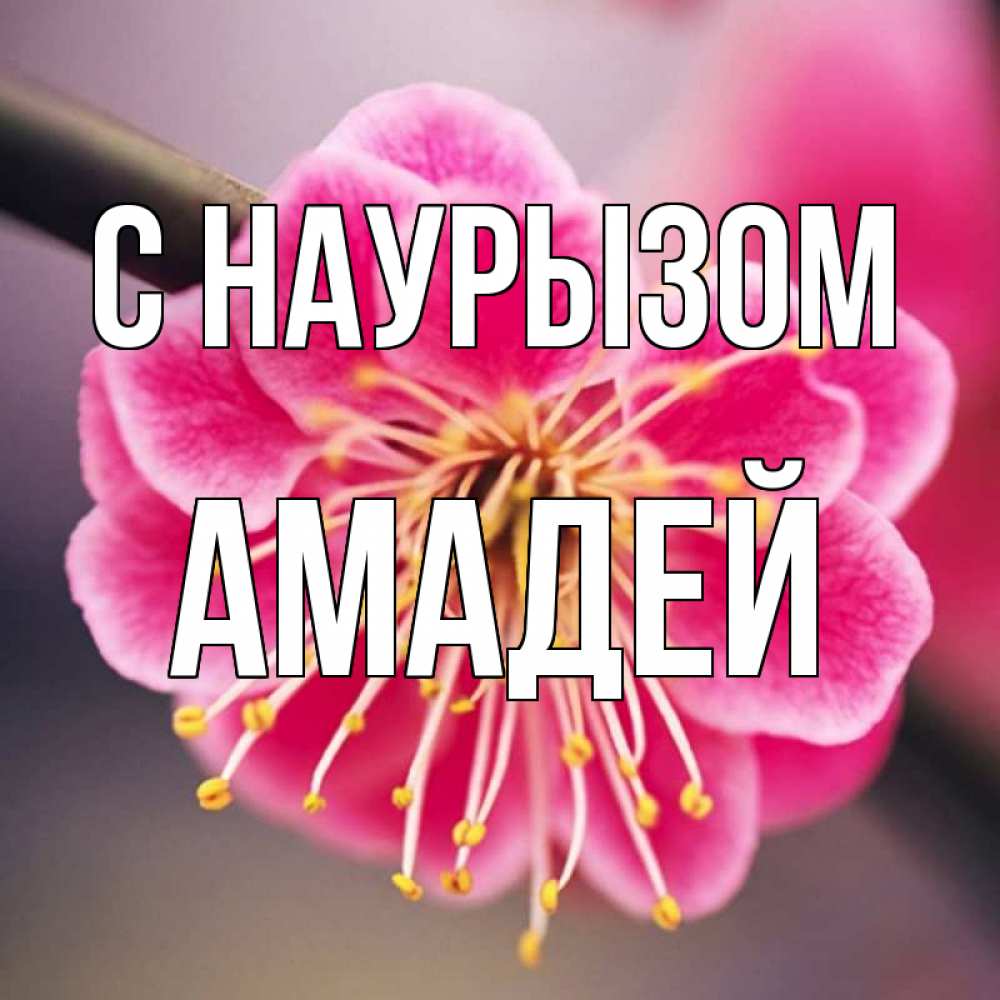 Открытка на каждый день с именем, Амадей С наурызом цветы Прикольная открытка с пожеланием онлайн скачать бесплатно 