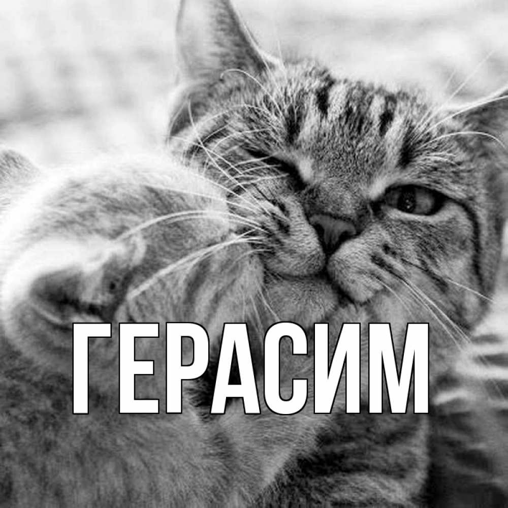 Открытка на каждый день с именем, Герасим Главная коты Прикольная открытка с пожеланием онлайн скачать бесплатно 