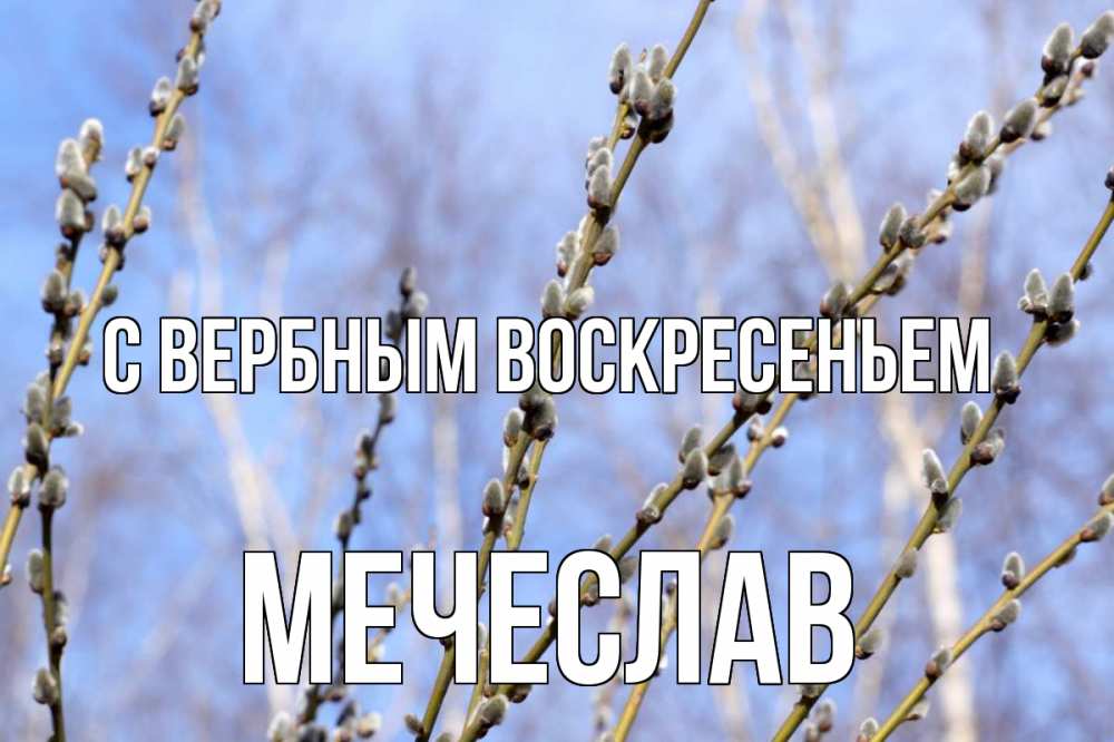 Открытка на каждый день с именем, Мечеслав С вербным воскресеньем верба Прикольная открытка с пожеланием онлайн скачать бесплатно 