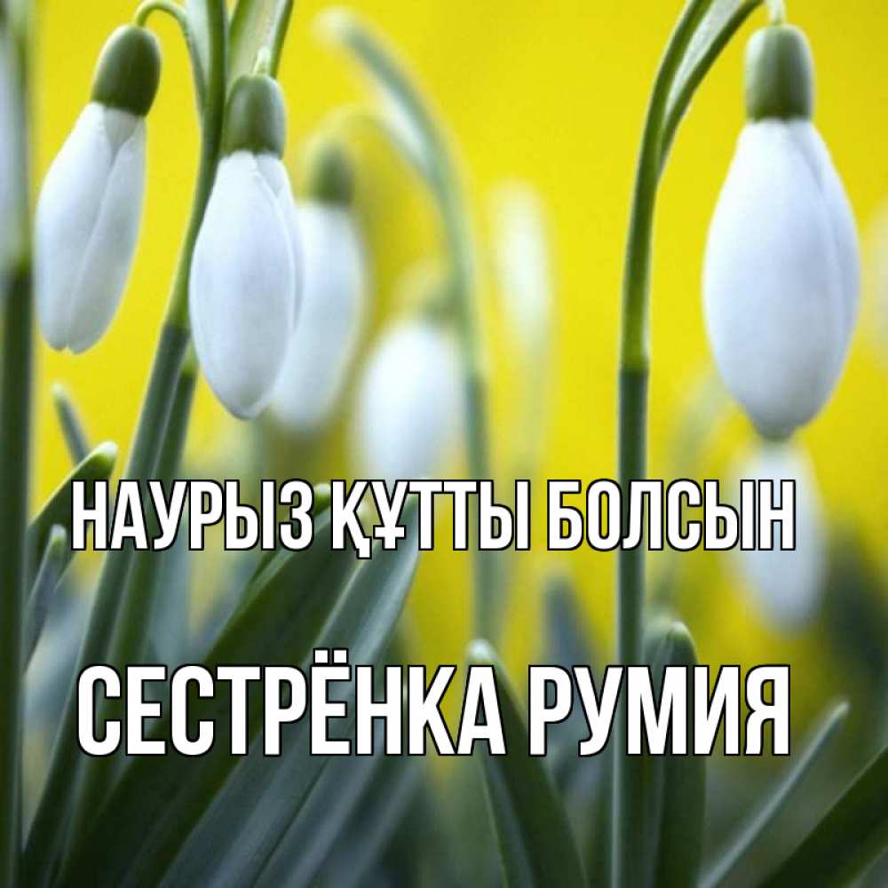 Открытка на каждый день с именем, Сестрёнка-Румия Наурыз құтты болсын весенние цветы Прикольная открытка с пожеланием онлайн скачать бесплатно 