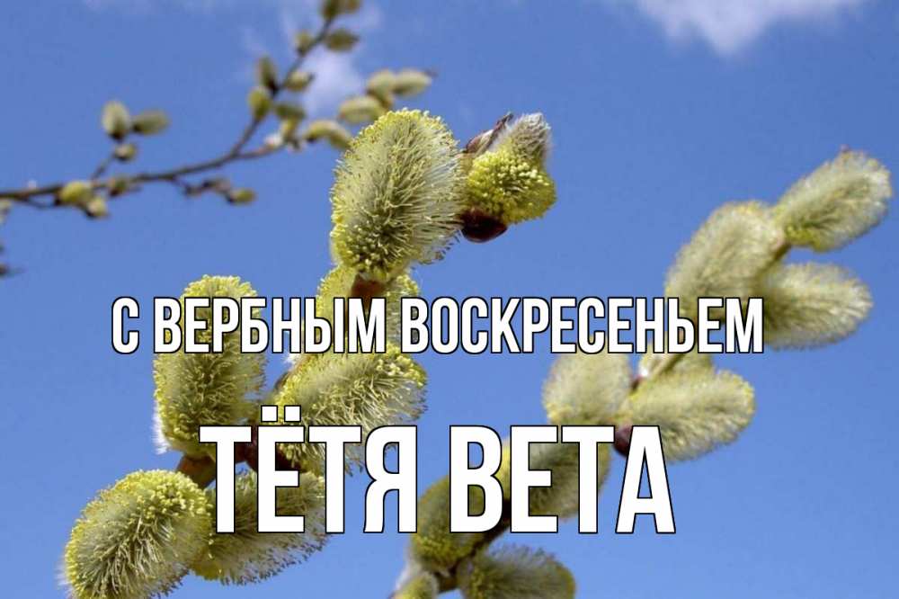 Открытка на каждый день с именем, Тётя-Вета С вербным воскресеньем верба Прикольная открытка с пожеланием онлайн скачать бесплатно 