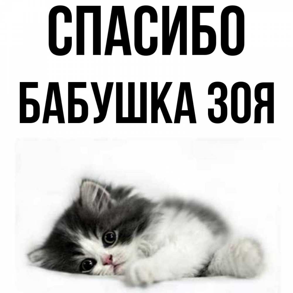 Открытка на каждый день с именем, Бабушка-Зоя Спасибо черный и белый кот Прикольная открытка с пожеланием онлайн скачать бесплатно 