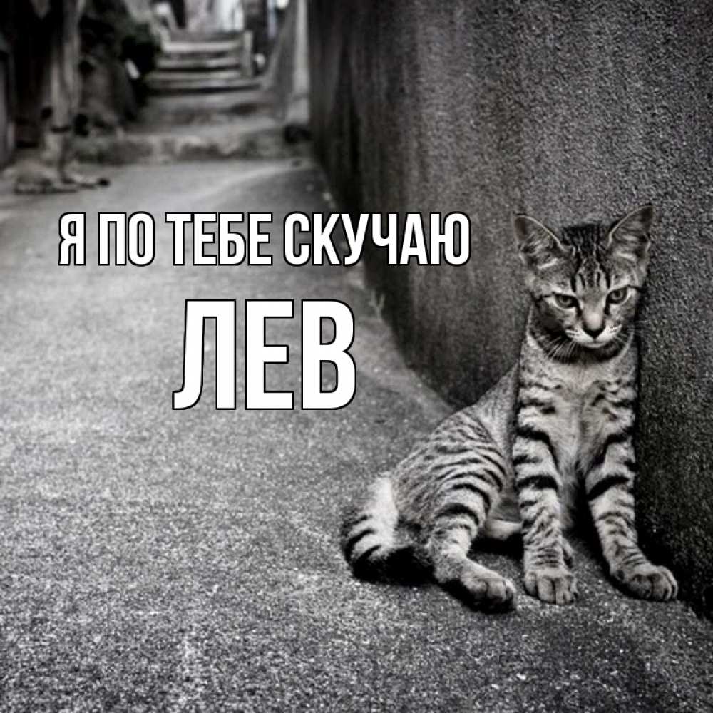 Открытка на каждый день с именем, Лев Я по тебе скучаю одиноко котику Прикольная открытка с пожеланием онлайн скачать бесплатно 