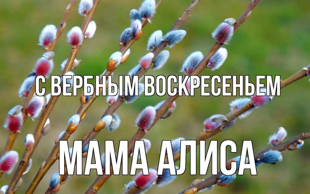 Открытка на каждый день с именем, Мама-Алиса С вербным воскресеньем верба Прикольная открытка с пожеланием онлайн скачать бесплатно 