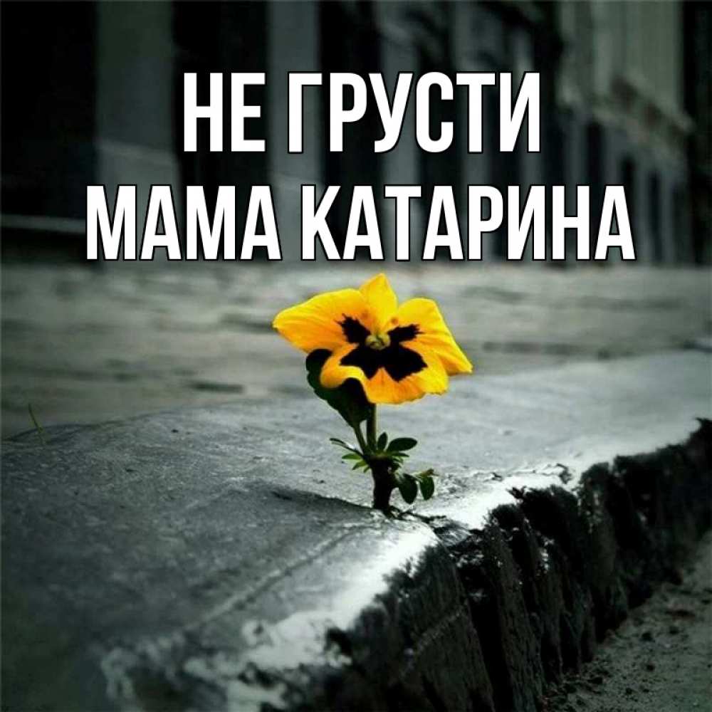 Открытка на каждый день с именем, Мама-Катарина Не грусти не сдавайся Прикольная открытка с пожеланием онлайн скачать бесплатно 