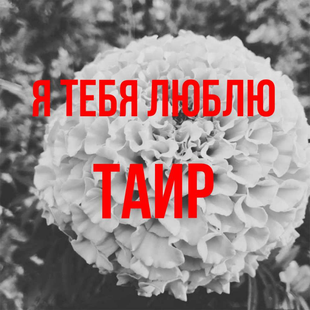 Картинка Я тебя люблю, Таир