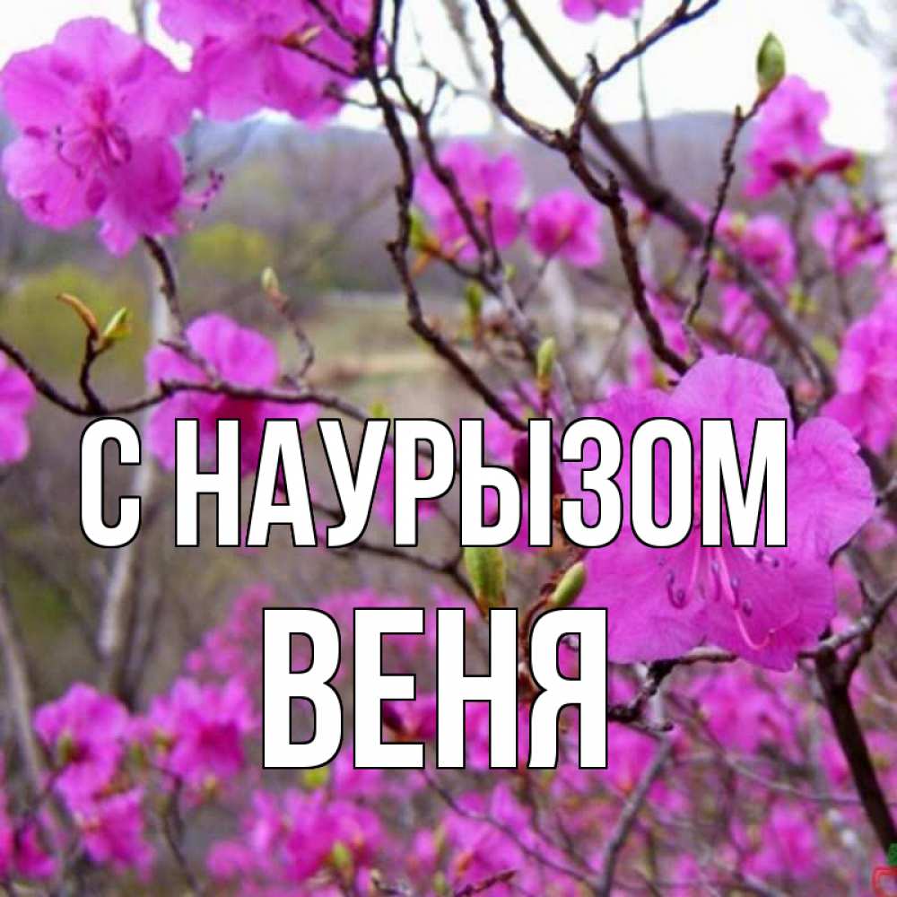Открытка на каждый день с именем, Веня С наурызом праздник весны наурыз Прикольная открытка с пожеланием онлайн скачать бесплатно 